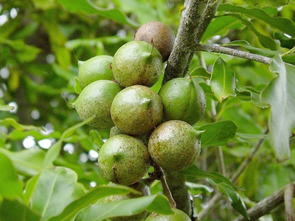 vietnam-macadamia-nuts-2