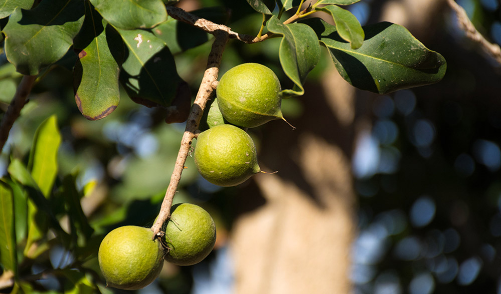 vietnam-macadamia-nuts-3