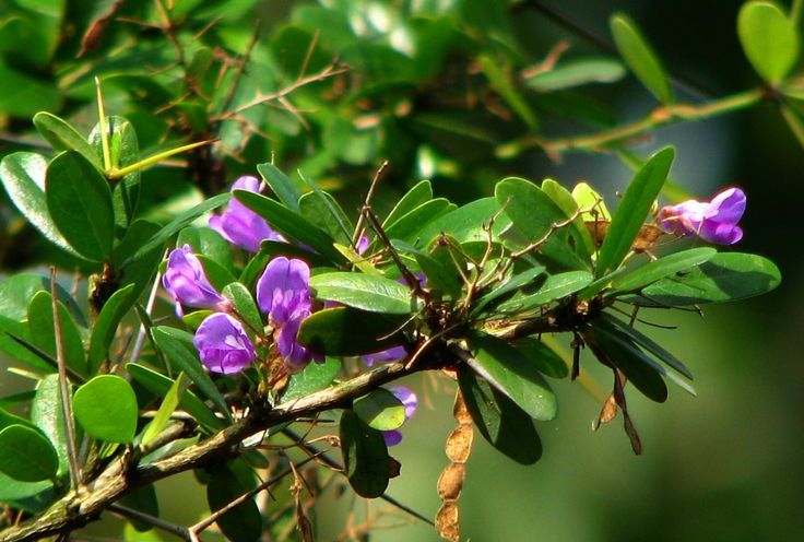 cây-linh-sam-núi-ra-hoa-tím-1